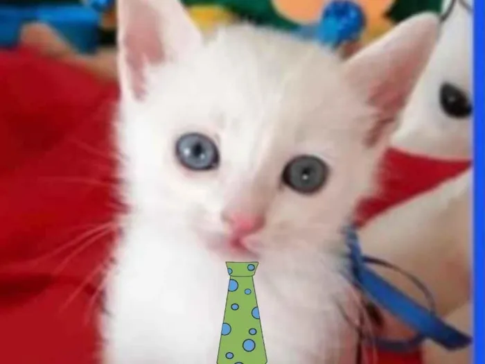 Gato ra a SRD idade Abaixo de 2 meses nome Milk 