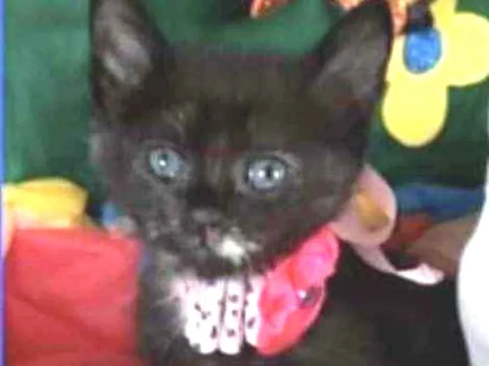Gato ra a SRD idade Abaixo de 2 meses nome Mabel 