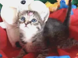 Gato raça SRD idade Abaixo de 2 meses nome Mila 