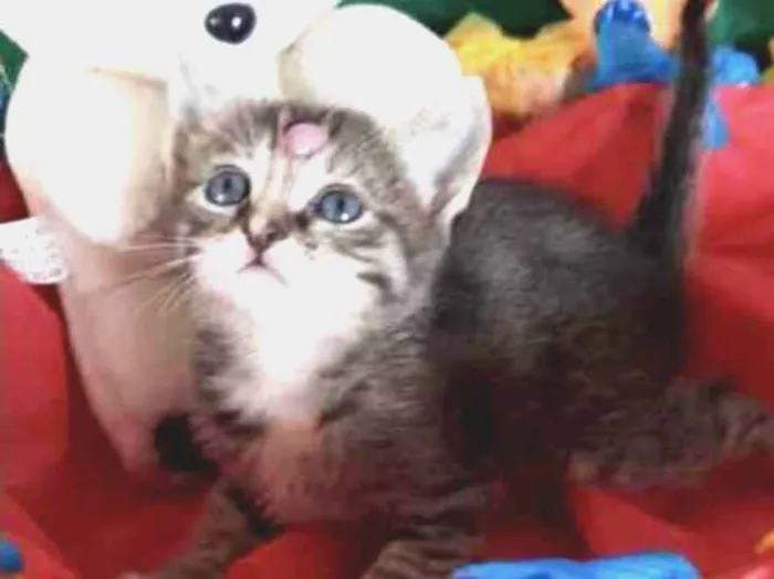 Gato ra a SRD idade Abaixo de 2 meses nome Mila 