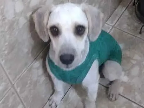 Cachorro ra a Poodle idade 1 ano nome Liz