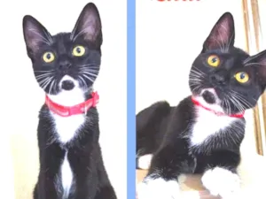 Gato raça srd idade 2 a 6 meses nome Zulu