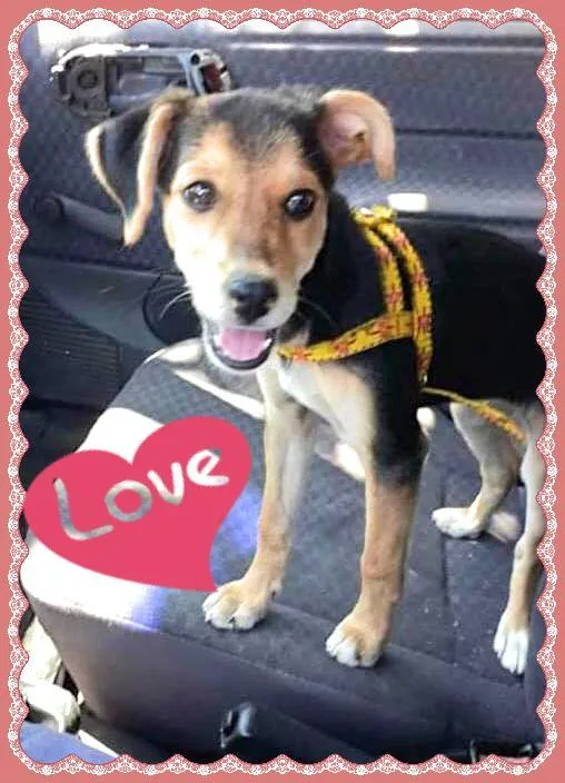 Cachorro raça SRD idade 2 a 6 meses nome Linda bebê