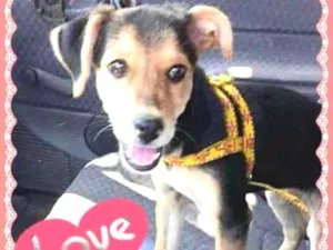 Cachorro raça SRD idade 2 a 6 meses nome Linda bebê