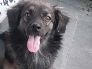 Cachorro raça SRD-ViraLata idade  nome Zeca