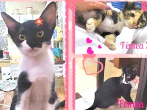 Gato raça SRD-ViraLata idade Abaixo de 2 meses nome Lindas Filhotes