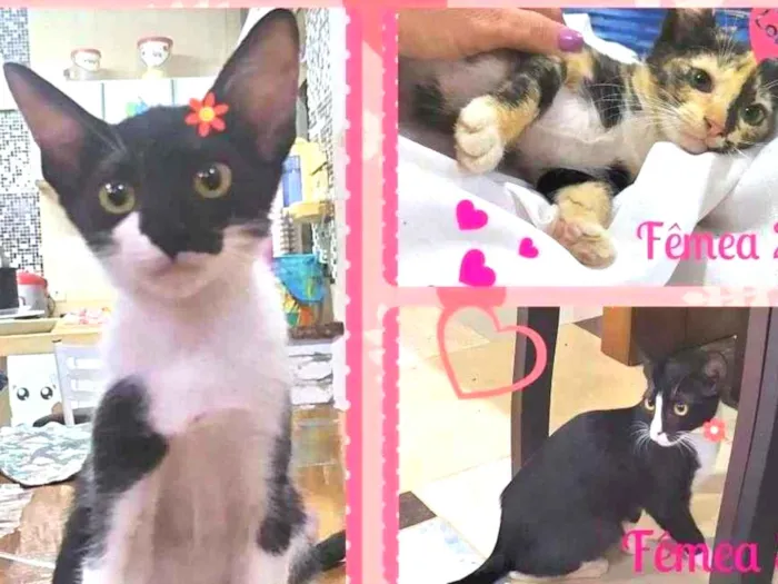 Gato ra a SRD-ViraLata idade Abaixo de 2 meses nome Lindas Filhotes
