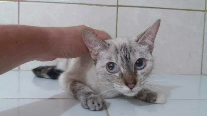 Gato ra a Srd idade 3 anos nome Lili