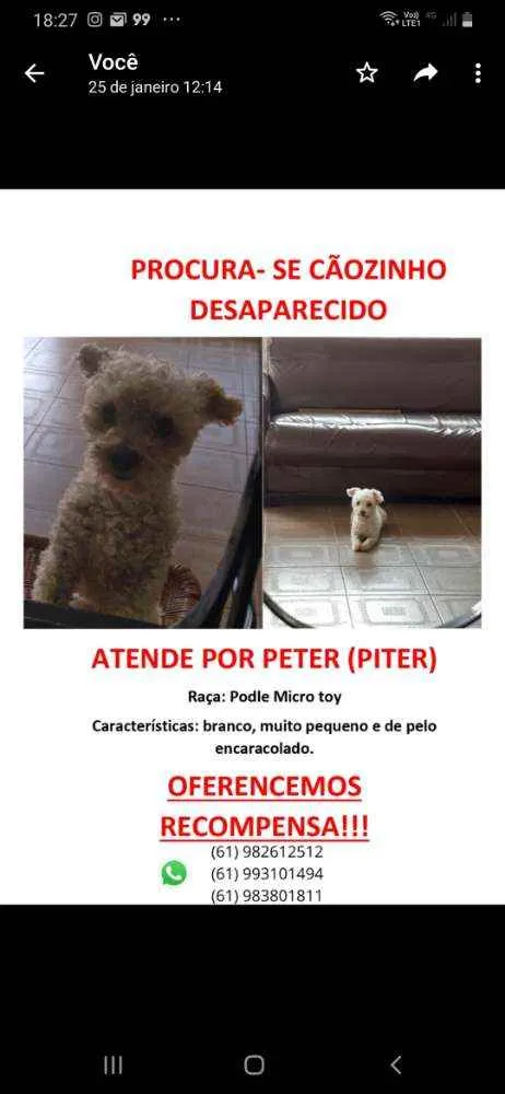 Cachorro ra a Poodle idade 4 anos nome Peter