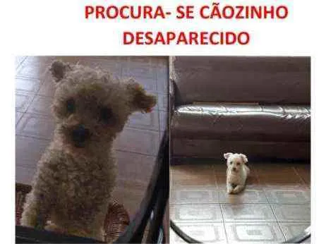 Cachorro ra a Poodle idade 4 anos nome Peter