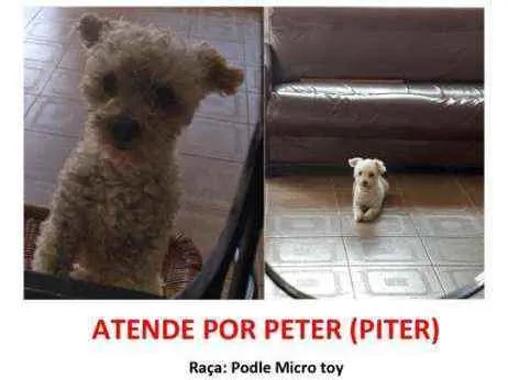 Cachorro ra a Poodle idade 4 anos nome Peter