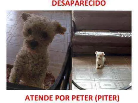 Cachorro ra a Poodle idade 4 anos nome Peter