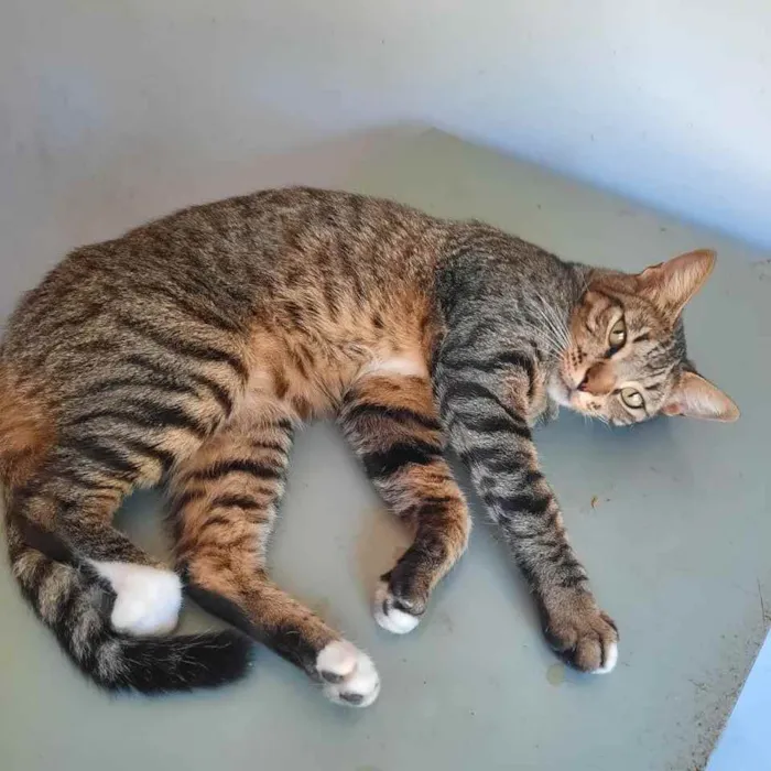 Gato ra a SRD idade 1 ano nome Ulysses