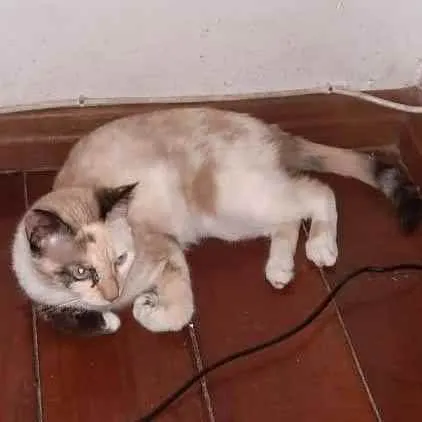 Gato ra a Siames idade 1 ano nome Amaryllis