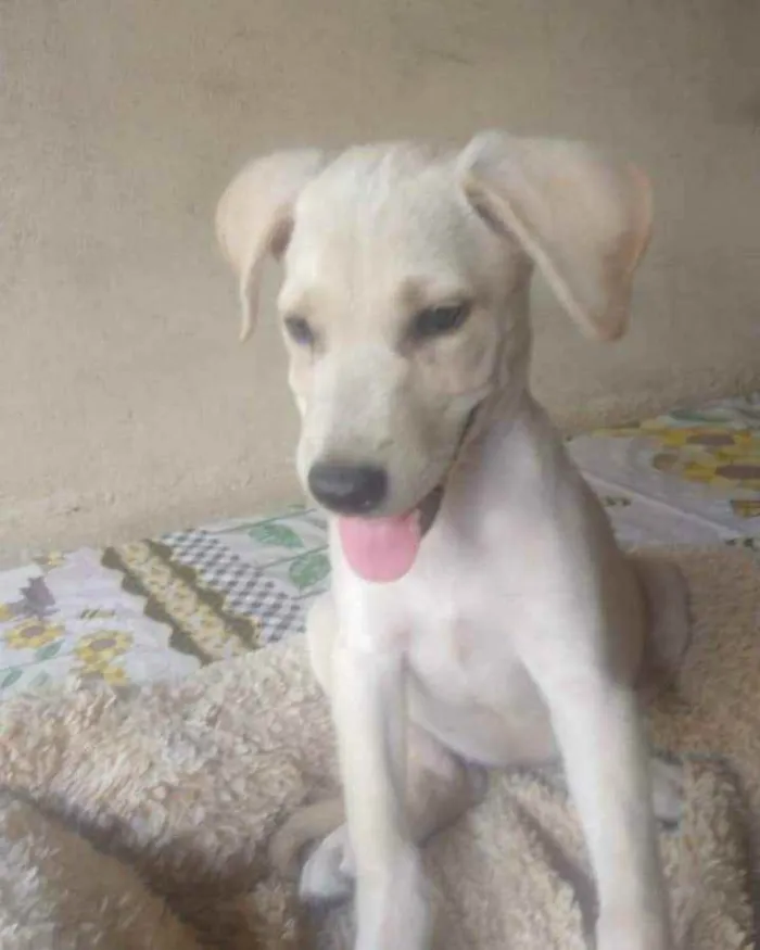 Cachorro ra a SRD idade 2 a 6 meses nome Cristina 