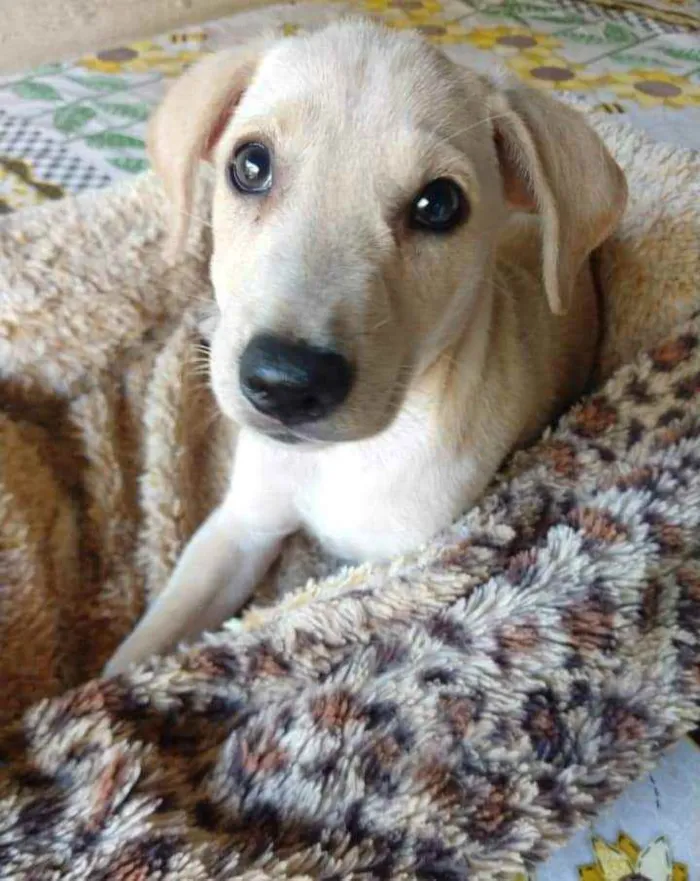Cachorro ra a SRD idade 2 a 6 meses nome Cristina 