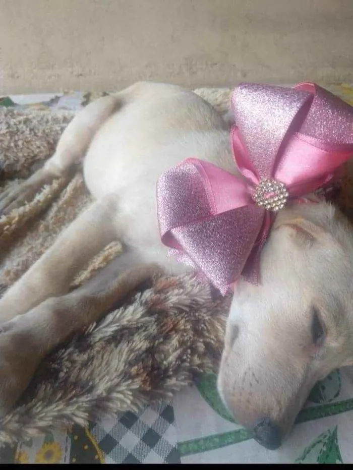 Cachorro ra a SRD idade 2 a 6 meses nome Cristina 