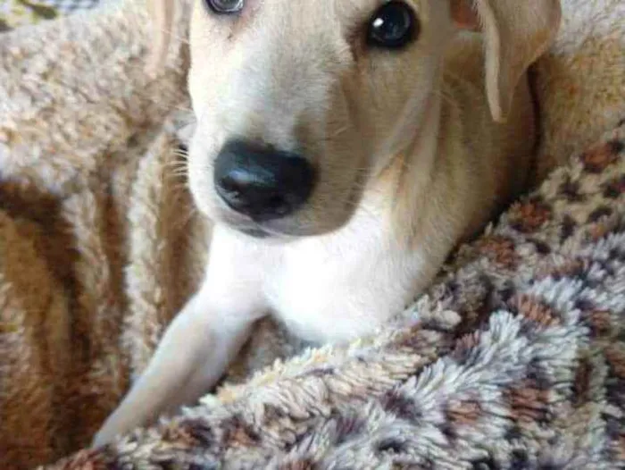 Cachorro ra a SRD idade 2 a 6 meses nome Cristina 