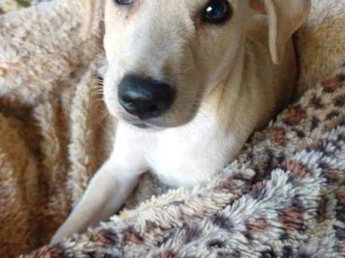 Cachorro ra a SRD idade 2 a 6 meses nome Cristina 