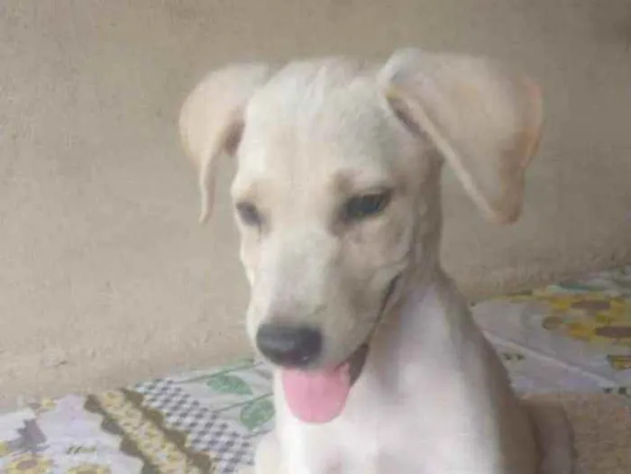 Cachorro ra a SRD idade 2 a 6 meses nome Cristina 