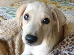 Cachorro raça SRD idade 2 a 6 meses nome Cristina 