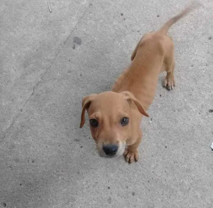 Cachorro raça SRD idade 2 a 6 meses nome Toy