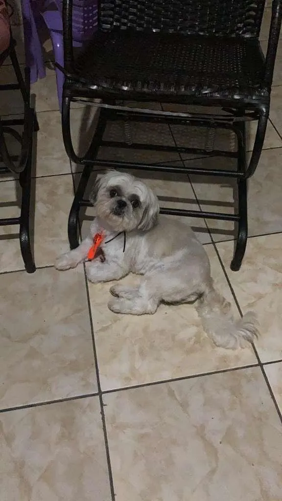 Cachorro ra a Shitzu idade 4 anos nome Roque