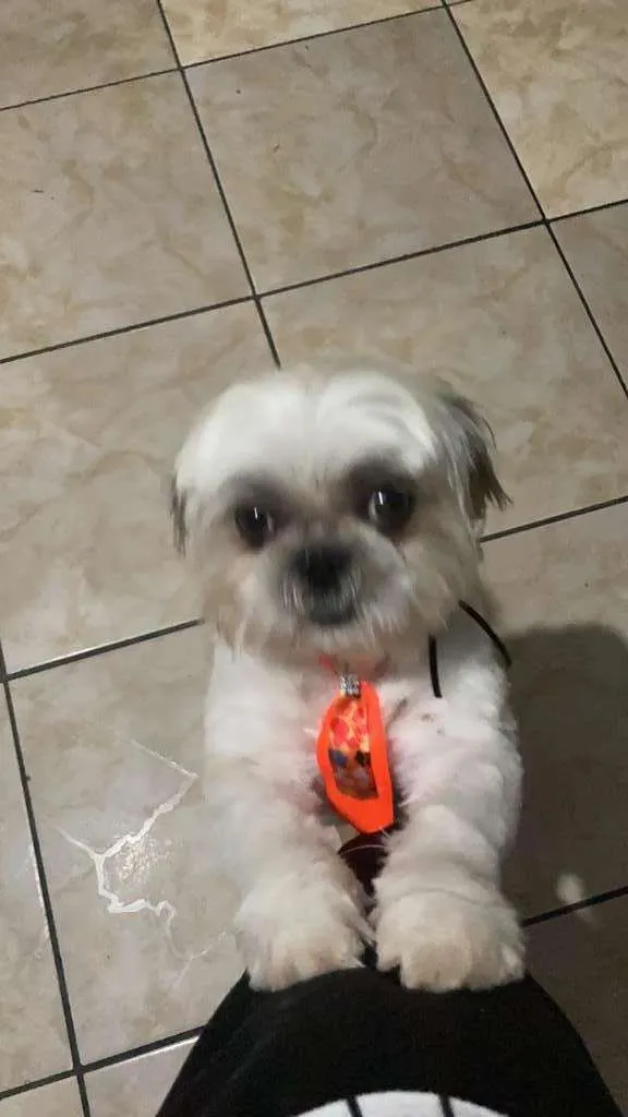 Cachorro ra a Shitzu idade 4 anos nome Roque