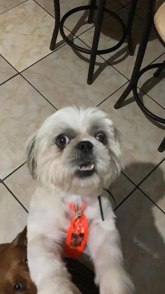 Cachorro ra a Shitzu idade 4 anos nome Roque