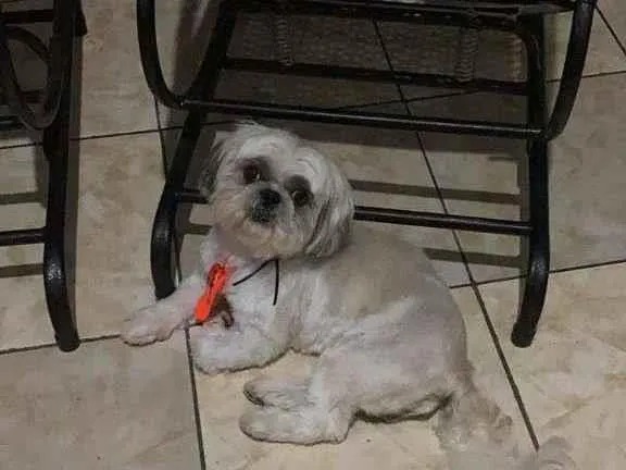 Cachorro ra a Shitzu idade 4 anos nome Roque