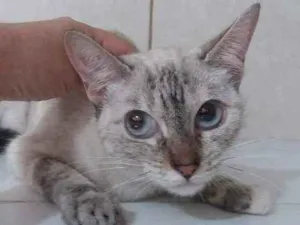 Gato raça Srd idade 3 anos nome Lili