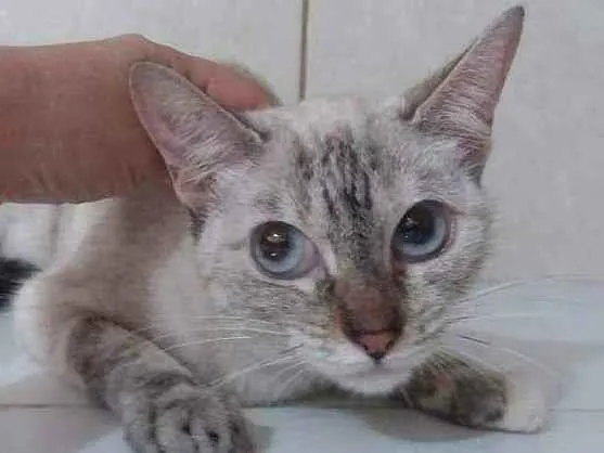 Gato ra a Srd idade 3 anos nome Lili