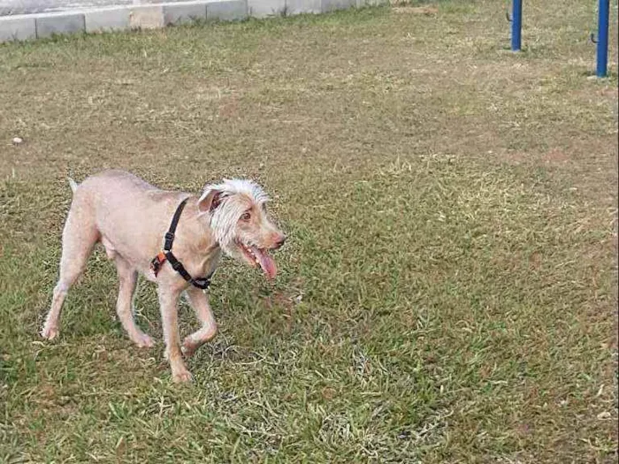 Cachorro ra a Indefinido idade 3 anos nome D'ARTAGNAN