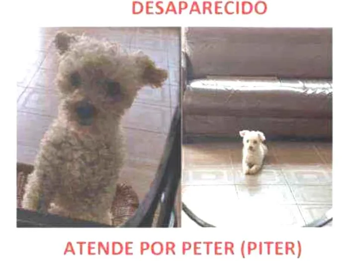 Cachorro ra a Poodle idade 4 anos nome Peter