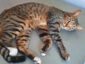 Gato raça SRD idade 1 ano nome Ulysses