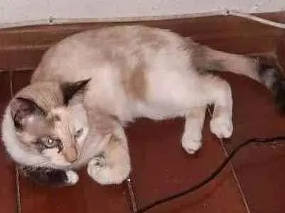 Gato ra a Siames idade 1 ano nome Amaryllis