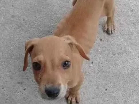 Cachorro raça SRD idade 2 a 6 meses nome Toy
