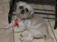 Roque