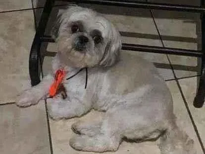 Cachorro ra a Shitzu idade 4 anos nome Roque