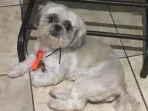 Cachorro raça Shitzu idade 4 anos nome Roque