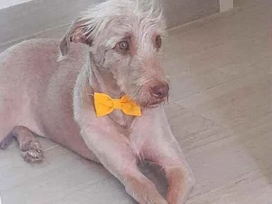 Cachorro ra a Indefinido idade 3 anos nome D'ARTAGNAN