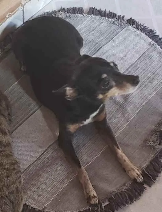 Cachorro ra a Pinscher idade 6 ou mais anos nome Dona