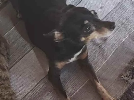 Cachorro ra a Pinscher idade 6 ou mais anos nome Dona