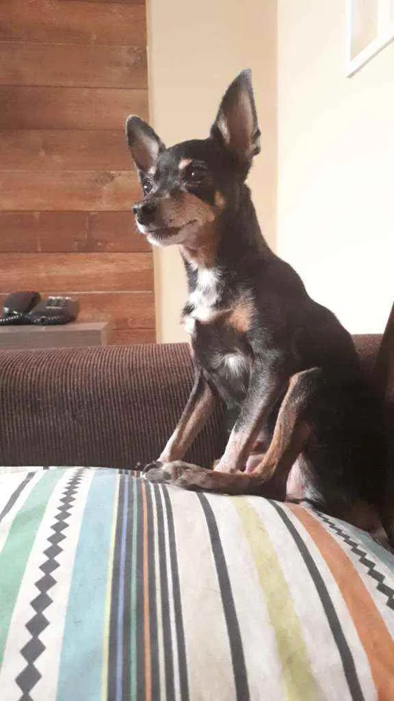 Cachorro ra a Pinscher idade 6 ou mais anos nome Dona