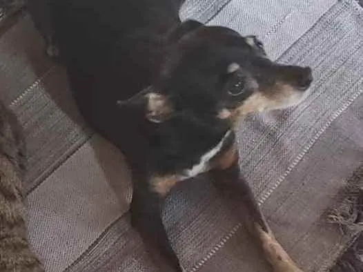 Cachorro ra a Pinscher idade 6 ou mais anos nome Dona