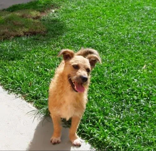 Cachorro raça SRD-ViraLata idade 2 anos nome Noah