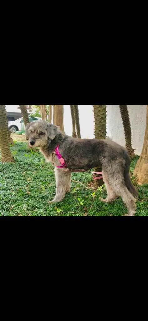 Cachorro raça Srd idade 5 anos nome Misty