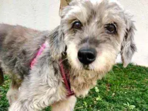 Cachorro raça Srd idade 5 anos nome Misty