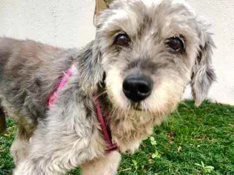 Cachorro raça Srd idade 5 anos nome Misty