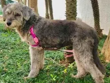 Cachorro raça Srd idade 5 anos nome Misty